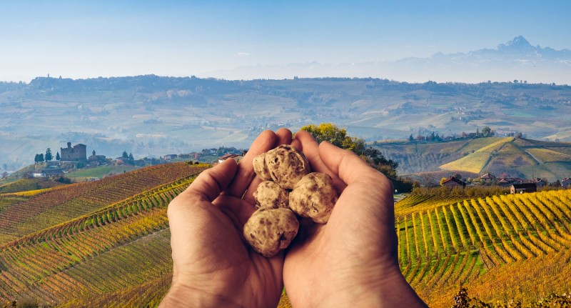 Truffle hunting